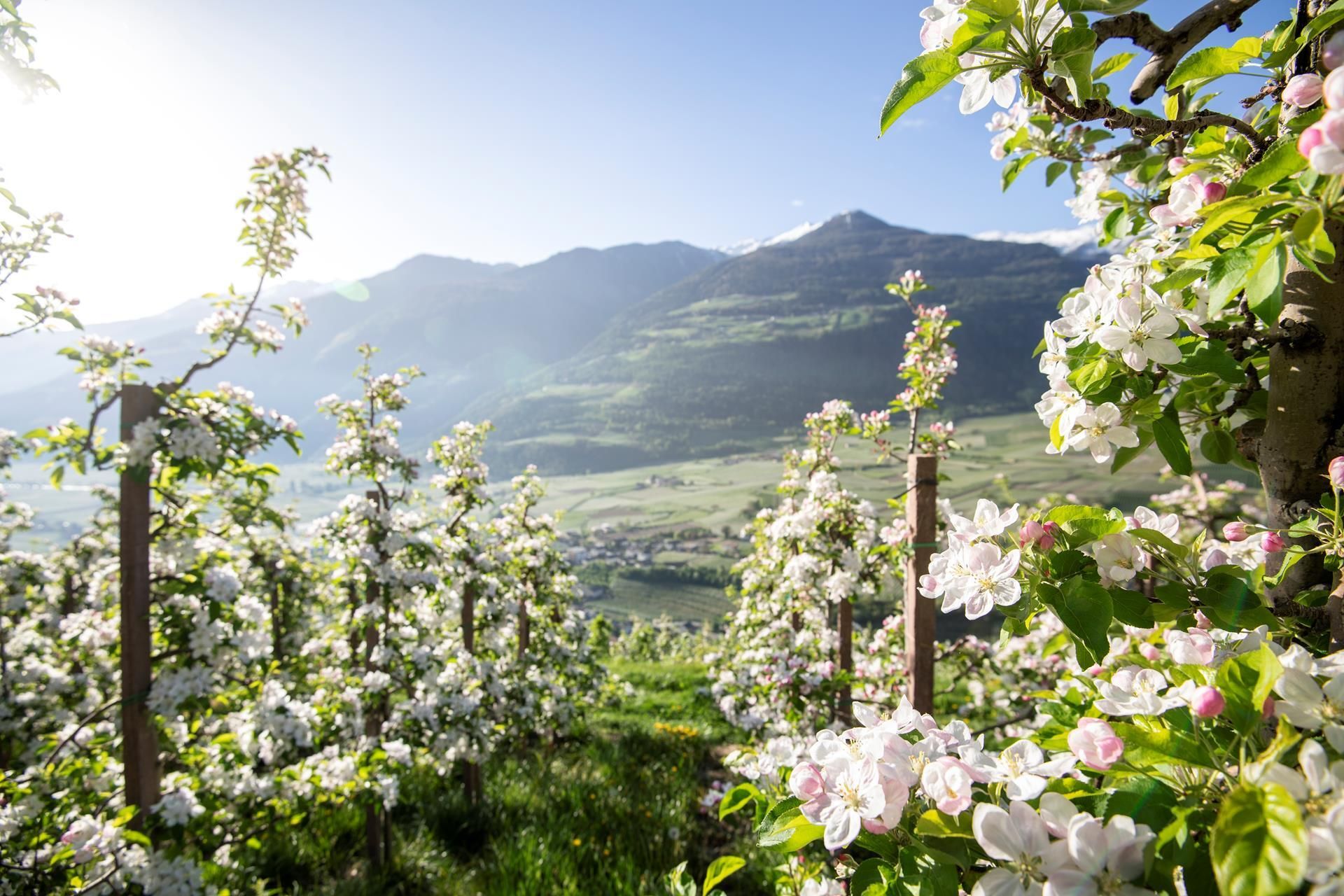 Apfelblüte in Algund – Hotel am Sonneck